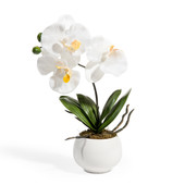 Ceramic potted white orchid