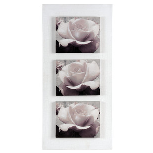 Bild Rosen Juliette