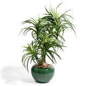 Yucca plant medium model