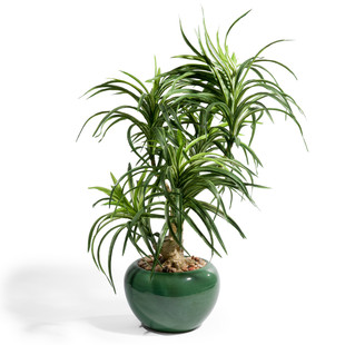 Composizione Yucca modello medio