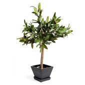 Potted olive tree