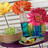 Orange Daisy on stem