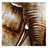Toile Gold éléphant
