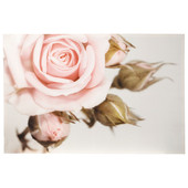 Rosebud canvas print