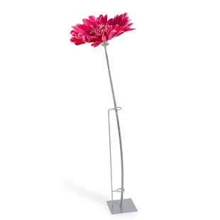 Blume Daisy mit Stängel fuchsia