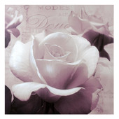 Mauve rose canvas print