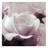Bild Rose Parme
