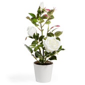 Rosebush in pot