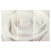 White rose triptych