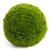 Thuya ball