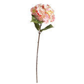 Pink hydrangea, large