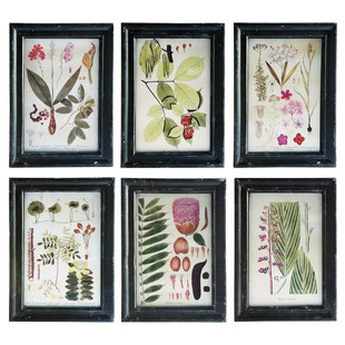 Ensemble de 6 Déco Murales Botanique