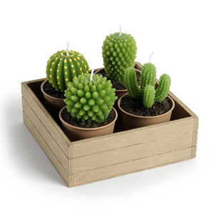 Cactus candle garden