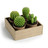 Cactus candle garden
