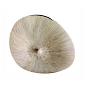 Vase fossile