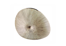 Vase fossile
