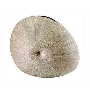 Fossil vase