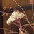 Buffet  Bamboo