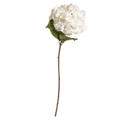Cream hydrangea, large